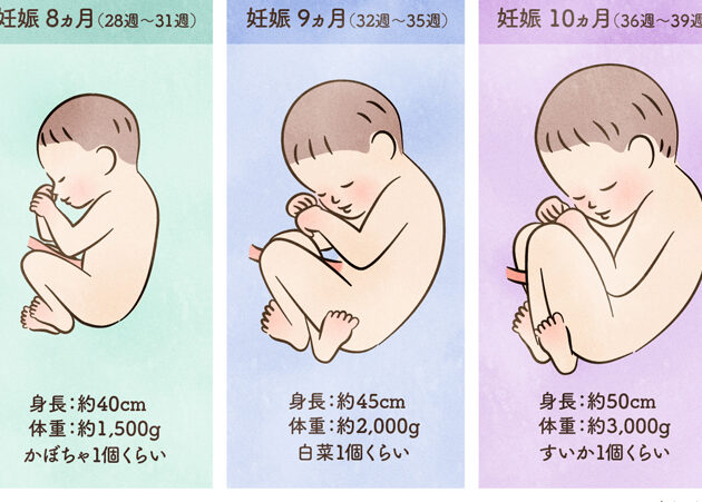 妊娠8ヶ月の体の変化と赤ちゃんの成長について