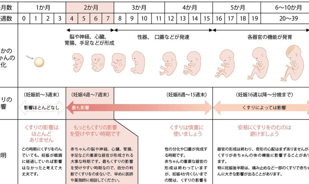 妊娠期間の進行と母体・胎児への影響について