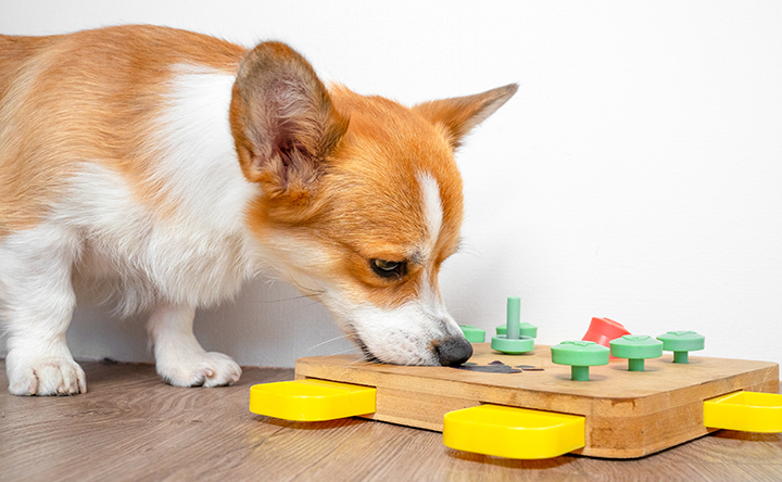 犬の知能とコミュニケーション能力の関係