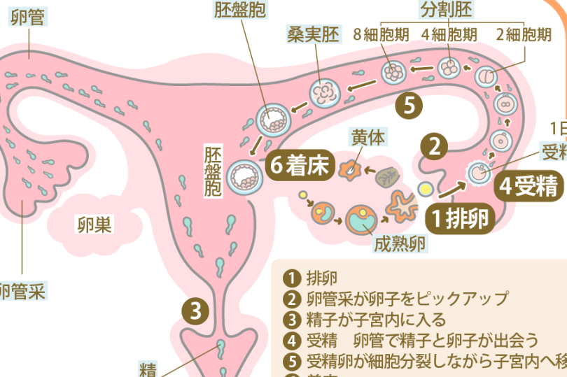 着床はいつ？妊娠のタイミングとプロセス解説